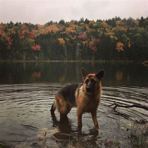 Big dog catalog photo – Artofit