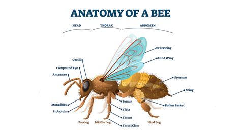 Bee Leg Anatomy Parts Of A Honeybee