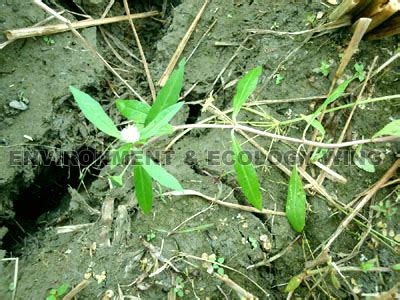 Envis Centre, Ministry of Environment & Forest, Govt. of India