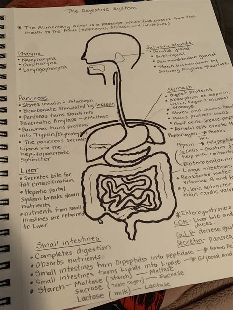 Image result for Digestive System Notes
