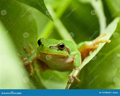 Image result for Funny Tree Frog