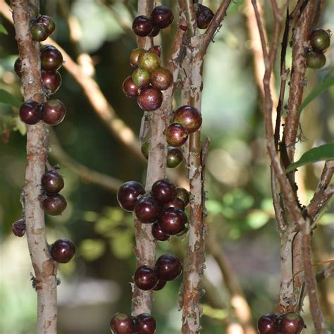 Jaboticaba Escarlate Fruit Plant (Plinia sp.) – veliyathgardens