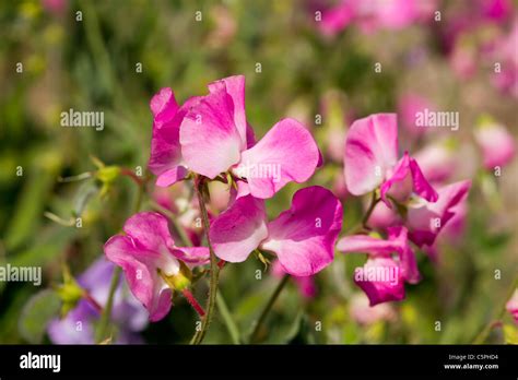 Sweet pea (Lathyrus Odoratus) climbing plant with a beautiful fragrance ...