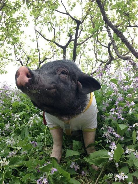 汶川地震“猪坚强”被制成标本回家，头戴大红花展出，曾被困36天
