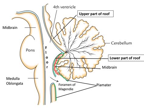 Fourth Ventricle – Anatomy QA