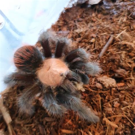 Chilean rose hair tarantula care guide – Artofit