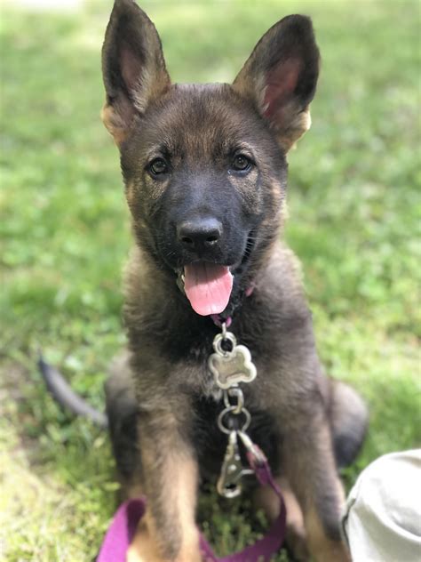 Our new girl Ada. 8 week old DDR German Shepherd : r/aww