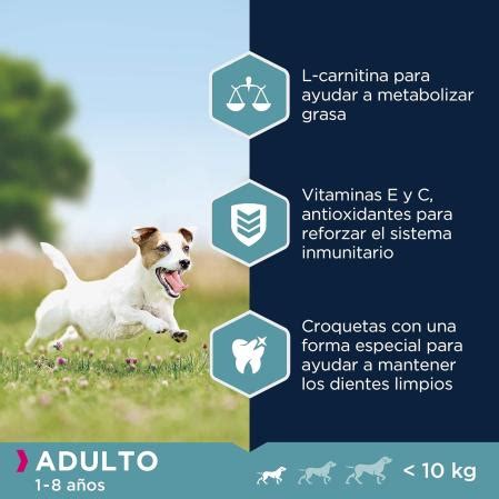 Mejor pienso para perros en función de su edad, raza y peso
