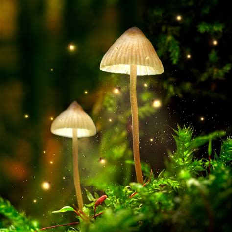 Fireflies Retreat: A Celebration of Self, Soul & Sisterhood — Wishing ...