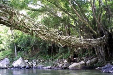 Image result for Python Guil