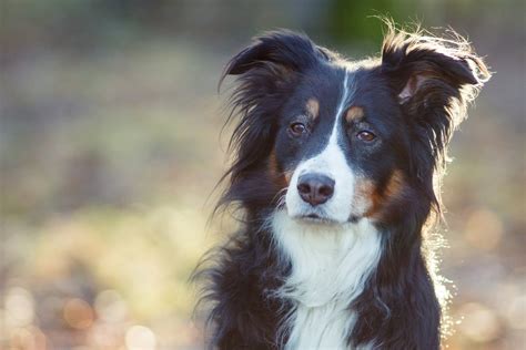 Are Australian Shepherds Smart Dogs