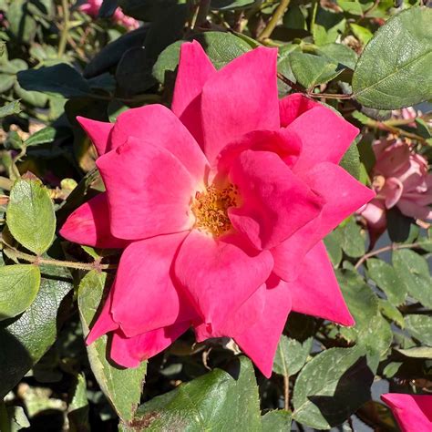 Double Knock Out® Rose | Western Star Nurseries