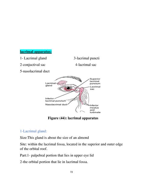 NEU anatomy-lacrimal apparatus - The dilator pupillae is supplied by sympathetic fibers, through ...