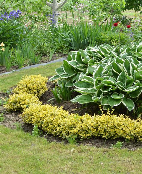 Shady Ground Cover Plants