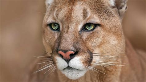 Mountain Lions in Kansas: What You Need to Know - A-Z Animals