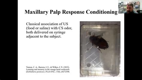 Cockroach Fly Tutorial 的图像结果