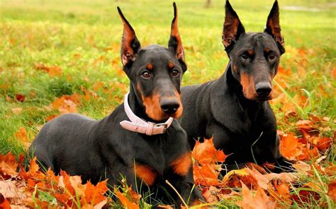 Brown Doberman Wallpapers - Top Free Brown Doberman Backgrounds ...