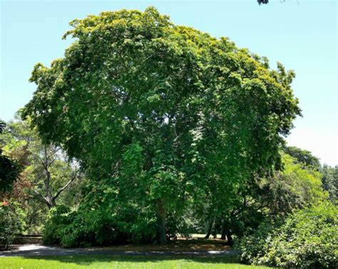 Bulnesia arborea - verawood | Fairchild Botanic Garden