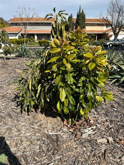 Image result for Avocado Tree Pruning