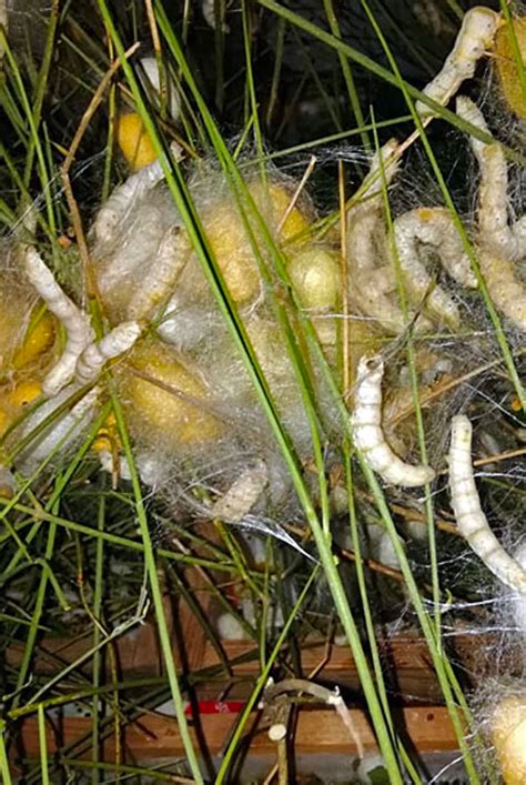 Image result for Silk Thread Magic