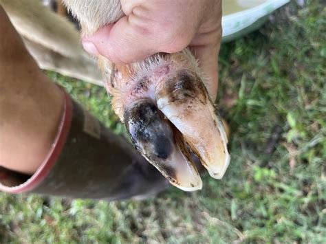 Ewe With Hoof Rot | BackYardHerds - Goats, Horses, Sheep, Pigs & more