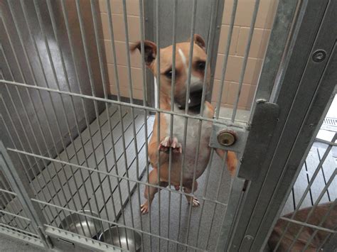 Patch Visits the Town of Oyster Bay Animal Shelter | Syosset, NY Patch