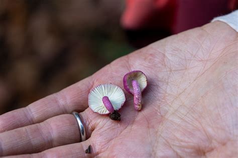 To save endangered trees, researchers in South America recruit an army of fungi