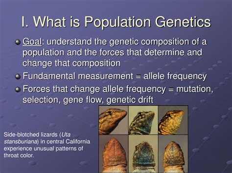 Image result for Population Genetics Basics