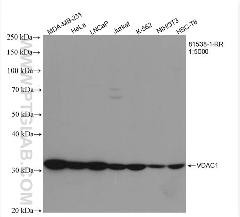 VDAC1/Porin antibody (81538-1-RR) | Proteintech