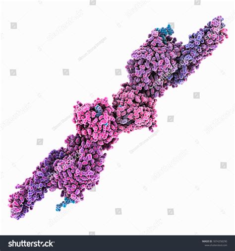 Molecular Model Blood Clotting Protein Fibrin Stock Illustration 1874258290 | Shutterstock