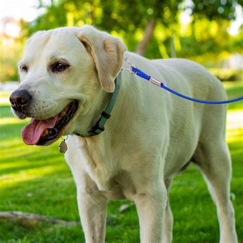 Buy Mihachi 50Ft Reflective Dog Tie Out Cable for Dog Up to 250lbs, Dog ...