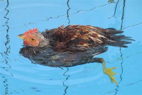 Can Chickens Swim? Fact And Rumor