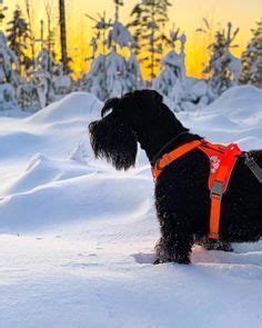 Responsible Dog Ownership Month: 6 Tips To Be A Better Human For Your ...