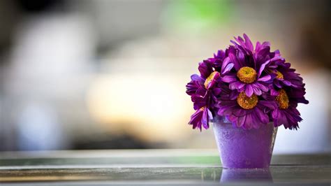 Download 1920x1080 Hd Flower Pot Wallpaper | Wallpapers.com