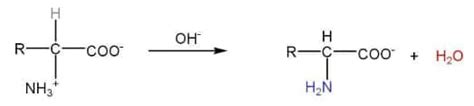 Biomolecules class 12th notes- free ncert class 12 Chemistry Chapter 14 ...