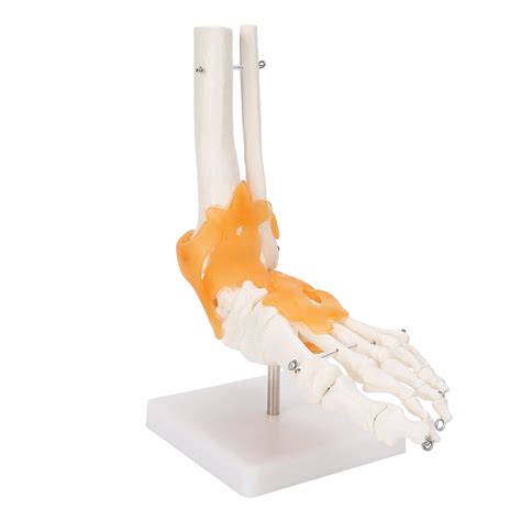 Buy Foot Skeleton Model, Skeleton Structure Foot Joint Model PVC ...