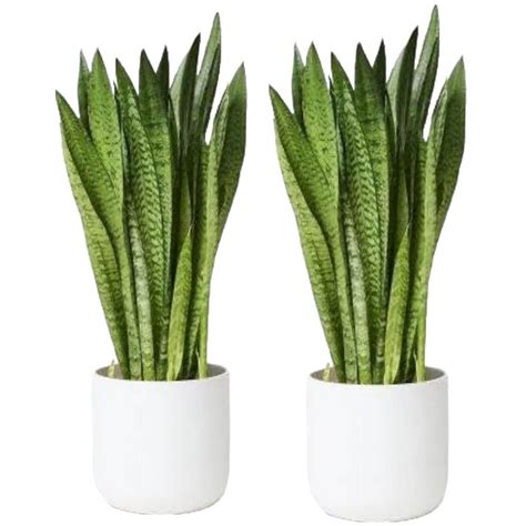 J R GLOBLE Snake Plant | Good Luck Snake Plant pack of 2 | Snake Plant ...