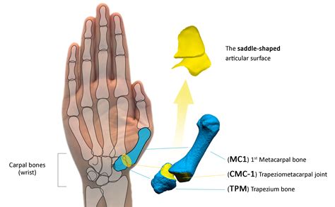 Anatomy Of Thumb Joints