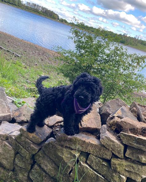 Image result for Black Cockapoo