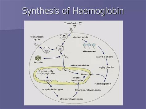 Image result for Haemoglobin Structure and Function