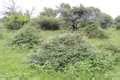 India Flora Online