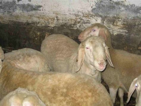 Nutztiere Kleinanzeigen | Nutztiere Annoncen | Nutztiere Inserate ...