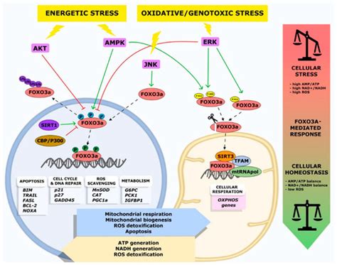 FOXO3a from the Nucleus to the Mitochondria: A Round Trip in Cellular ...