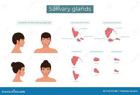Parotid, Submandibular and Sublingual Salivary Glands. the Location of ...