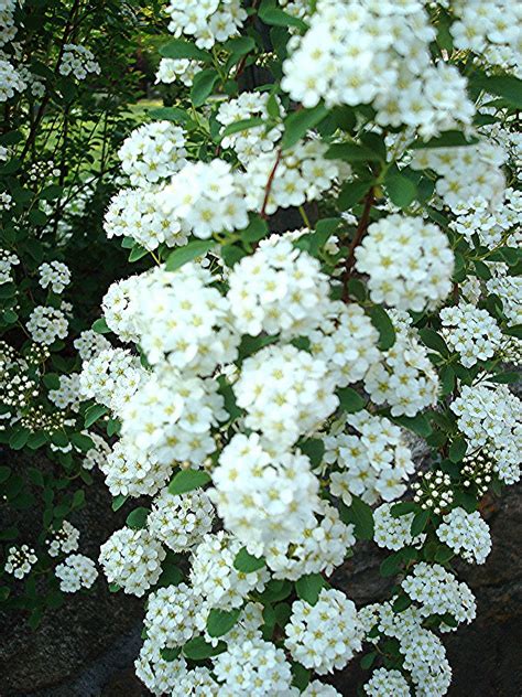 Flowers and Nature in my Garden: Spirea Japonica "Bridal Wreath"