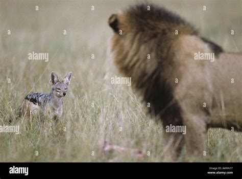 Jackal Lion 的图像结果