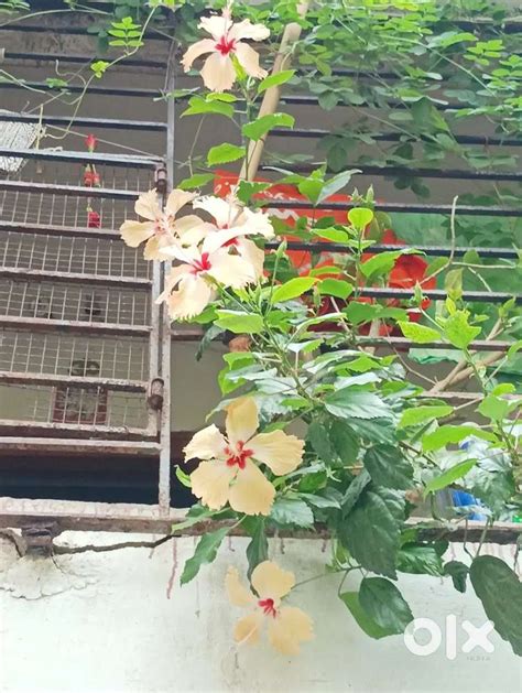 Room rent in Jadavpur - For Rent: Houses & Apartments - 1826720976