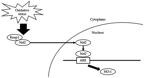 Visualization of Oxidative Stress Induced by Experimental Periodontitis ...