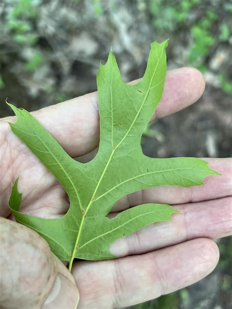 Oak Mites - Bites, Prevention & Treatment | Better Termite