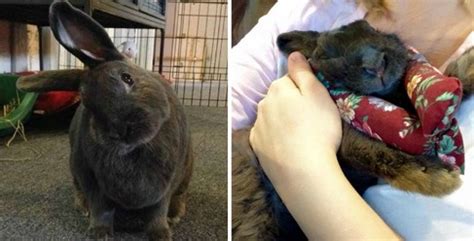 Massage Using Rabbit Fur 的图像结果